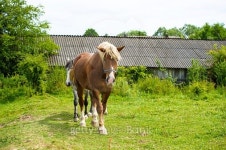 Horse in meadow. Summer day 이미지 (516232233) - 게티이미지뱅크 Horse in meadow. Summer day