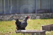 chicken in grass on a farm 이미지 (516167071) - 게티이미지뱅크 chicken in grass on a farm