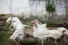 young turkeys on a farm 이미지 (524053157) - 게티이미지뱅크 young turkeys on a farm