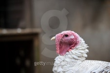 young turkeys on a farm 이미지 (524068953) - 게티이미지뱅크 young turkeys on a farm