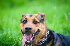 Happy dog on green grass 이미지 (514180573) - 게티이미지뱅크 Happy dog on green grass