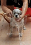 woman washing shih-tzu 이미지 (528101533) - 게티이미지뱅크 woman washing shih-tzu