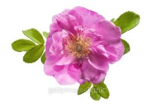 wild rose flower on white background 이미지 (527029889) - 게티이미지뱅크 wild rose flower on white background