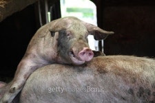 Pig on a farm 2 이미지 (520803093) - 게티이미지뱅크 Pig on a farm 2