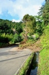 roadblock: tree in the middle of road 이미지 (463434877) - 게티이미지뱅크 roadblock: tree in the middle of road