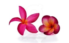 colorful plumeria flower 이미지 (503802813) - 게티이미지뱅크 colorful plumeria flower