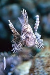 LION FISH 01 이미지 (509822489) - 게티이미지뱅크 LION FISH 01