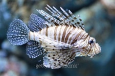 LION FISH SIDE 이미지 (509754361) - 게티이미지뱅크 LION FISH SIDE