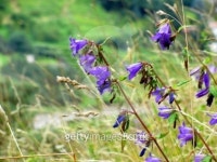Violet flowers on the meadow in the wind 이미지 (506466603) - 게티이미지뱅크 Violet flowers on the meadow in the wind