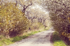 road with alley of cherry trees in bloom 이미지 (487827823) - 게티이미지뱅크 road with alley of cherry trees in bloom