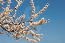 blooming tree branch in spring 이미지 (480928553) - 게티이미지뱅크 blooming tree branch in spring