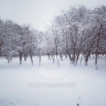 White Winter Trees 이미지 (477486859) - 게티이미지뱅크 White Winter Trees
