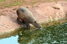 Capybara 이미지 (477322579) - 게티이미지뱅크 Capybara