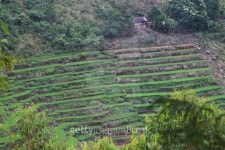 Indonesia: Terraced Farming on Flores 이미지 (524027721) - 게티이미지뱅크 Indonesia: Terraced Farming on Flores