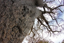 큰나무 여행(BIG TREE TOUR) | Botswana: Baobab Tree near Gweta 이미지 (487299023) - 게티이미지뱅크 Botswana: Baobab Tree near Gweta