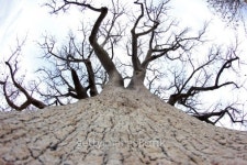 큰나무 여행(BIG TREE TOUR) | Botswana: Baobab Tree near Gweta 이미지 (487299039) - 게티이미지뱅크 Botswana: Baobab Tree near Gweta