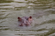 Uganda: Hippo peeks out of the Kazinga Channel 이미지 (484165019) - 게티이미지뱅크 Uganda: Hippo peeks out of the Kazinga Channel