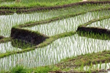 Indonesia: Terraced Farming near Bajawa 이미지 (522647655) - 게티이미지뱅크 Indonesia: Terraced Farming near Bajawa