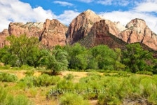 Meadows Trees below Red Rocks Zion National Park Springdale Utah 이미지 (505252443) - 게티이미지뱅크 Meadows Trees below Red... 