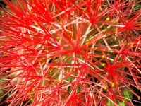 red flower 이미지 (518911581) - 게티이미지뱅크 red flower