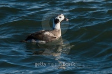 Long-tailed Duck Hen Swimming in Chesapeake Bay 이미지 (478849031) - 게티이미지뱅크 Long-tailed Duck Hen Swimming in... 