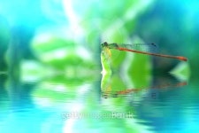 dragonfly 이미지 (518834167) - 게티이미지뱅크 dragonfly