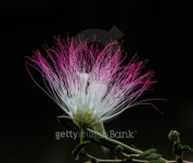 beautiful pink powderpuff flower 이미지 (463360835) - 게티이미지뱅크 beautiful pink powderpuff flower