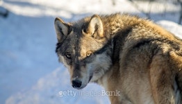 Snowy Wolf 이미지 (514213821) - 게티이미지뱅크 Snowy Wolf