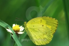 Yellow Butterfly on the grass flower. 이미지 (503343369) - 게티이미지뱅크 Yellow Butterfly on the grass flower.