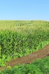 Corn Platation 이미지 (519366059) - 게티이미지뱅크 Corn Platation
