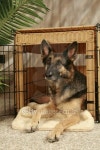 GERMAN SHEPHERD Dog 이미지 (483719633) - 게티이미지뱅크 GERMAN SHEPHERD Dog
