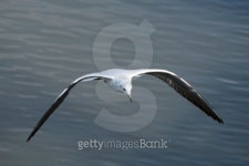 Birds 이미지 (513395989) - 게티이미지뱅크 Birds