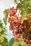 Grape 이미지 (511741967) - 게티이미지뱅크 Grape