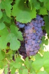 Purple grapes 이미지 (465014427) - 게티이미지뱅크 Purple grapes