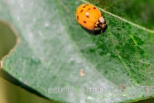 lady bug on a leaf 이미지 (510540099) - 게티이미지뱅크 lady bug on a leaf
