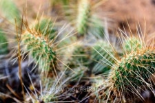 cluster of prickly pear cactus 이미지 (511642053) - 게티이미지뱅크 cluster of prickly pear cactus