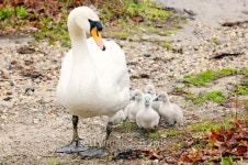 Mama Swan and Babies 이미지 (497472083) - 게티이미지뱅크 Mama Swan and Babies
