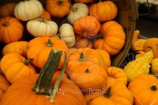pile of pumkins 이미지 (515780487) - 게티이미지뱅크 pile of pumkins