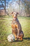 brown doberman pincher dog with ball 이미지 (475541243) - 게티이미지뱅크 brown doberman pincher dog with ball