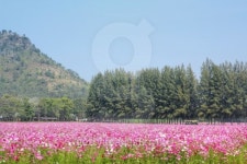 Pink cosmos flower 이미지 (463698833) - 게티이미지뱅크 Pink cosmos flower