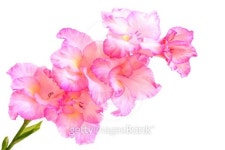 Pink gladiolus flowers. 이미지 (466010327) - 게티이미지뱅크 Pink gladiolus flowers.