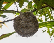 Honeybee swarm hanging on guava tree in nature after rainning 이미지 (522950355) - 게티이미지뱅크 Honeybee swarm hanging on... 