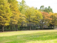 Park of the early fall in Japan 이미지 (521974471) - 게티이미지뱅크 Park of the early fall in Japan