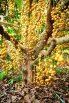 Baccaurea ramiflora 이미지 (492597663) - 게티이미지뱅크 Baccaurea ramiflora