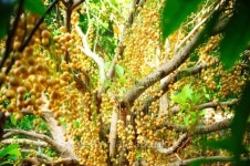 Baccaurea ramiflora 이미지 (492549935) - 게티이미지뱅크 Baccaurea ramiflora