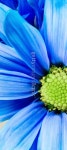 Dyed Daisy Flower White Orange Petals Green Carpels Close up 이미지 (478634707) - 게티이미지뱅크 Dyed Daisy Flower White... 