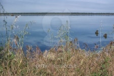 Plants on the lagoon 이미지 (495057003) - 게티이미지뱅크 Plants on the lagoon