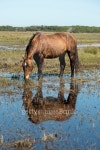 Wild horse eating 이미지 (514519723) - 게티이미지뱅크 Wild horse eating