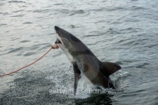 Great white shark 이미지 (491840349) - 게티이미지뱅크 Great white shark
