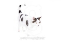 Cat on a white background 이미지 (477096959) - 게티이미지뱅크 Cat on a white background